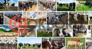 Hayvancılık Kredisi 2021
